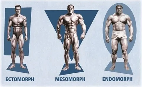 Body Type: Ectomorph Endomorph and Mesomorph Types - sharpmuscle