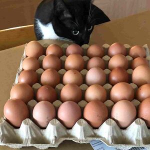 Eggs for make scrambled eggs recipe - FITZABOUT