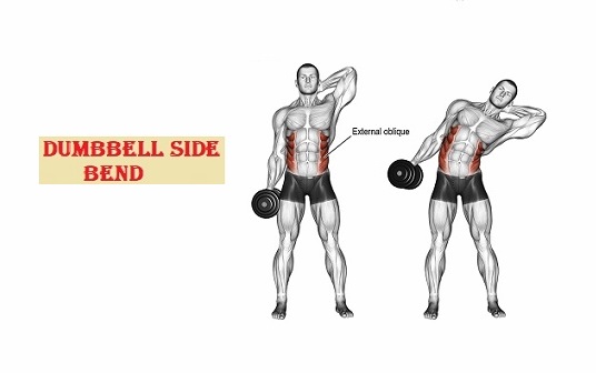 Dumbbell side bend - Sharp Muscle 