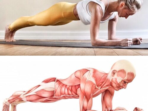 Forearm Plank or Dolphin Plank Pose Steps, Benefits - sharp muscle