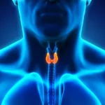 Thyroid diet plan and workout - Fitzabout