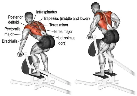 T-Bar Row muscle groups - Sharp Muscle